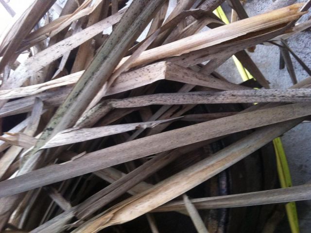 post-5256-0-32427700-1489749274_thumb.jp