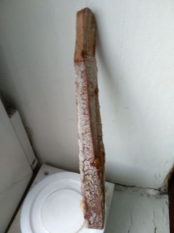 дубовая палочка.jpg