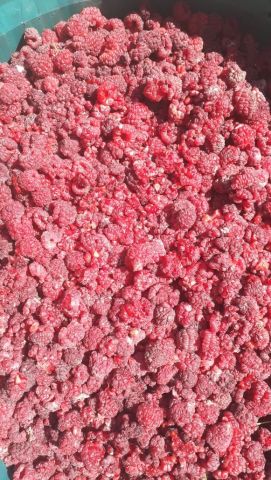 малина южный поток.jpg