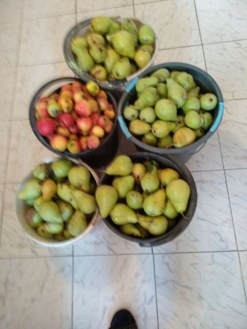 Фрукты 12 11.jpg