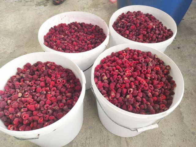 южный поток добровар (4).jpg