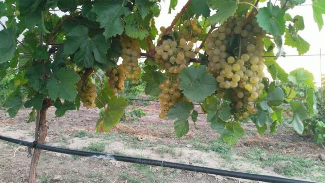 Сорт Платовскийвиноград с полей Южный поток.jpeg