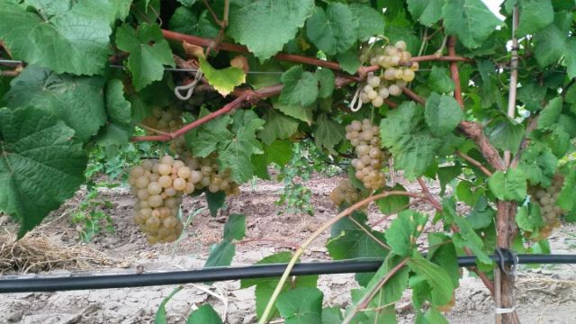 Сорт Платовский южный поток вадим.jpeg