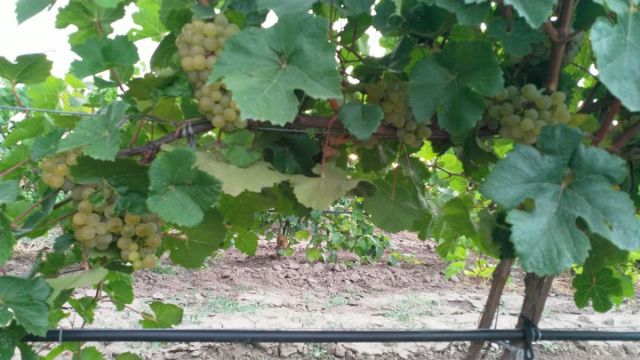 Сорт Платовскийвиноград с полей от южного потока.jpeg