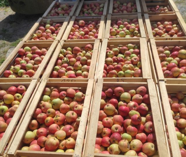 ЯБЛОЧНЫЙ СЕЗОН 2021 ЮЖНЫЙ ПОТОК.jpg