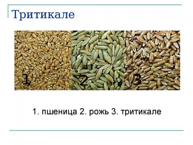 пшеница_рожь_тритикале.jpg